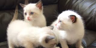 Résultat de recherche d'images pour "snowshoe cat"