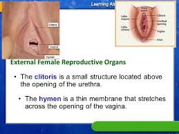 Image result for how to insert male organ into female organ