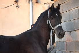 Image result for IRAN HORSES