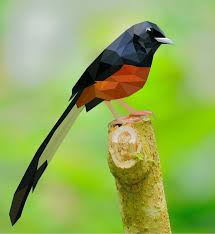 Hasil gambar untuk murai batu