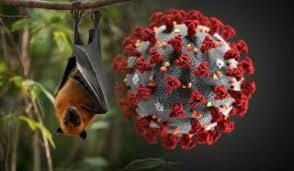 Brasil tem casos do vírus Nipah? Comunicado do Ministério da Saúde esclarece boato