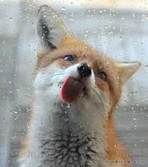 Image result for silly animals