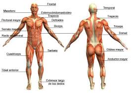 Resultado de imagen para cuerpo humano
