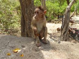 Bilder Sanjay Gandhi National Park - Im Nationalpark Sanjay Gandhi ...