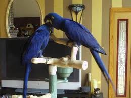 Image result for baby macaw parrot for sale