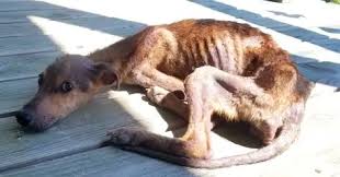 A starving dog is stranded on a deserted island, just days ...