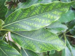 Image result for zinc burn in plants