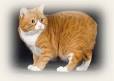 Chat orange race