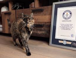 Guinness World Records: Flossie este cea mai bătrână pisică din lume. Are aproape 27 de ani