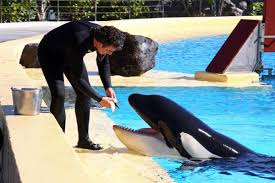 Resultado de imagen de imagenes de loro parque