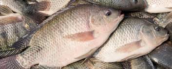 Image result for tilapia