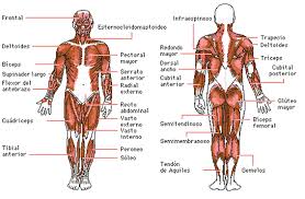 Resultado de imagen para cuerpo humano