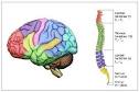 Low Profile Neuro System - Synthes