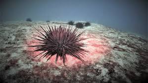 News source: Australian Broadcasting Corporation