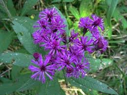 Image result for ironweed plant