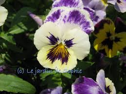 R�sultat de recherche d'images pour "pens�es"