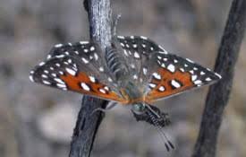 Image result for Entomology Studies