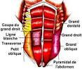 Muscler la ceinture abdominale