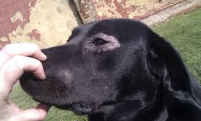 Image result for hair loss in dogs