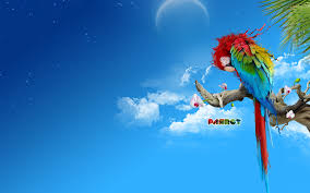 Image result for macaw parrot hd