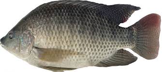 Image result for tilapia fish