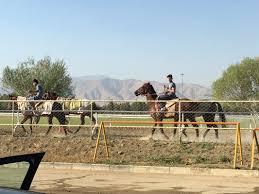 Image result for IRAN HORSES