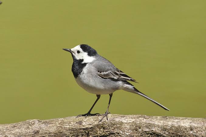 White Wagtail – BirdLife Cyprus