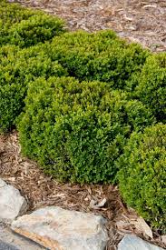 Image result for monrovia green pot