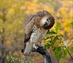 Image result for funny images of owls