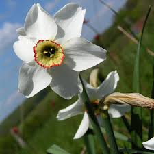 Rsultat de recherche d'images pour 