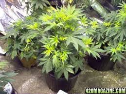 Image result for zinc burn in plants