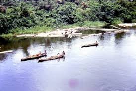 Image result for niger delta mangrove forest