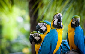 Image result for macaw parrot hd