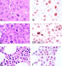 FIGURE 1 - Unfortunately we are unable to provide accessible alternative text for this. If you require assistance to access this image, please contact help@nature.com or the author
