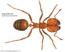 Fire Ants