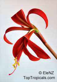 Image result for Jacobean lilies