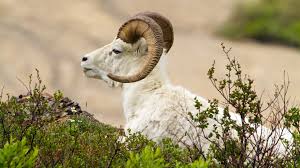 Image result for GOAT