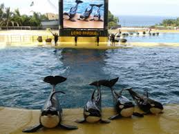 Resultado de imagen de imagenes de loro parque