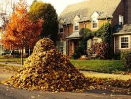 Image result for pictures of piles of leaves