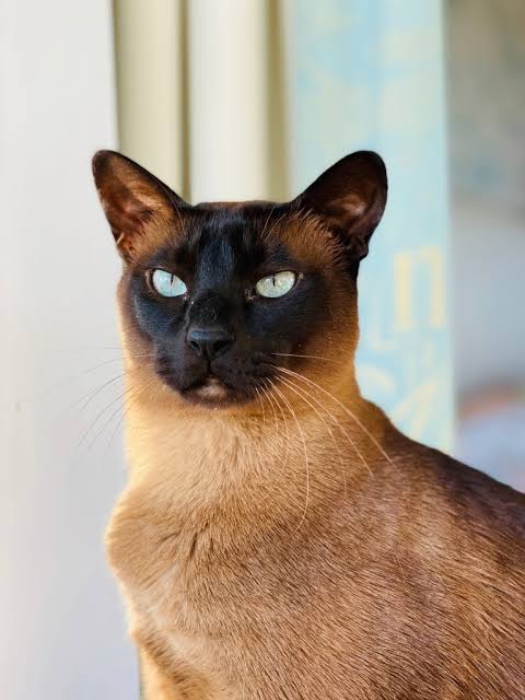 Tonkinese | Cat’s Best