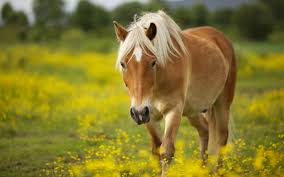 Image result for HORSE