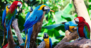 Image result for brazil natural