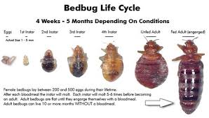 Image result for BED BUGS CONTROL