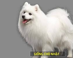 Hình ảnh về Chó lông xù Nhật