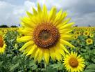 Girasol