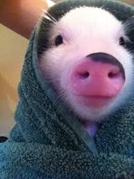 By Cane Jason • Posted in Funny - pig-in-a-blanket