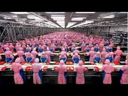 Image result for cafo