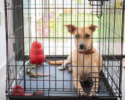 dog relaxing in a crate with a toyの画像