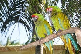 Hasil gambar untuk BIRD PARK BALI