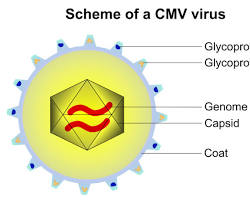 صورة virus capsid